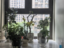 景郁春 JIRYUCUR垂絲海棠花盆栽老樁花卉植物室內(nèi)花綠植垂絲海棠2.5CM源頭直發(fā) 曬單實(shí)拍圖