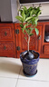 開時果 四季桂花盆栽樹苗濃香型 新中式盆景辦公室內(nèi)綠植物源頭直發(fā)包郵 精品四季桂+原土發(fā)貨（不含盆） 【整高約40-50cm左右】 曬單實拍圖