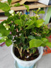 茉莉花盆栽帶花苞茉莉重瓣濃香型茉莉花客廳陽臺四季開花花卉綠植 茉莉花1盆+原土發(fā)貨+肥料【6-10顆】 曬單實(shí)拍圖
