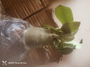 重瓣沙漠玫瑰盆栽花苗老樁植物四季花卉綠室內(nèi)陽臺小盆景好養(yǎng)易活 精品混色8年苗【發(fā)兩盆】原盆原土【當(dāng)年開花爆盆+肥 曬單實(shí)拍圖