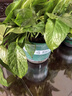 綠蘿盆栽室內(nèi)植物花卉凈化空氣綠植水培垂吊大葉綠蘿新房客廳家用 【整高20cm盆口11】加侖吸水10盆送肥料 曬單實拍圖