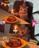 布丁喵喵 寵物生日圍兜帽子 藍(lán)色【贈生日蠟燭】狗狗貓咪生日派對裝飾拍照 曬單實拍圖