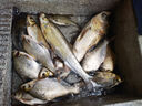 釣魚王破天翹釣魚竿10米超輕硬翹嘴鳊草魚釣竿甩大鞭大物手竿 9m 破天翹【甩大鞭破風(fēng)性好】 曬單實拍圖