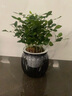雙盟四盆組合植物室內綠植盆栽發(fā)財樹(shù)九里香椰子金鉆好養活源頭直發(fā)  曬單實(shí)拍圖