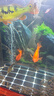 松寶（sobo）魚缸過濾棉凈化水質(zhì)加厚高密度白棉水族箱魚池生化棉過濾材料 5米 曬單實拍圖
