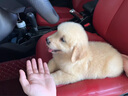 純種金毛幼犬活體寵物狗雙血統(tǒng)大型犬金毛犬幼犬大骨架沙灘金金毛 血統(tǒng)級 公 曬單實拍圖
