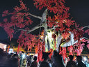 京地達(dá)水果禮盒山東果籃 生鮮水果 凈重10斤 單果10g起 源頭直發(fā)包郵 曬單實(shí)拍圖