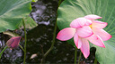 索尼（SONY）FE 24-105mm F4 全畫(huà)幅標(biāo)準(zhǔn)變焦微單相機(jī)G鏡頭 E卡口(SEL24105G) 曬單實(shí)拍圖