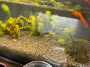 漢洋（ WATERWEEDS INDUSTRY）亞馬遜水草泥和種子魚缸底砂水草缸造景套餐水藻泥種植土粗粒2L 曬單實拍圖