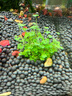 瘋狂水草亞馬遜水草泥和種子 魚(yú)缸水草泥造景套餐水草缸底砂底沙 水藻泥2L 曬單實(shí)拍圖