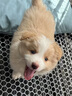 純種隕石邊牧幼犬邊境牧羊犬活體七白三通黑白金邊中型犬寵物小狗 血統(tǒng)級 金色 公 曬單實拍圖