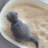 lorde里兜混合貓砂豆腐鈉基膨潤土貓砂黑核升級款 低塵除臭2.4kg×4袋 曬單實拍圖