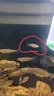 剛果美人電光美人熱帶觀賞魚石美人淡水草缸群游魚扯旗魚新手活體 剛果美人公魚5條 3-5cm 曬單實(shí)拍圖