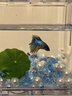 【泰國進(jìn)口精品斗魚】觀賞魚苗金魚熱帶好養(yǎng)耐活體淡水半月婚紗魚 SS級*粉白象耳下單送魚食 曬單實拍圖