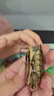 小青皖南龜黃喉擬水烏龜活體寵物觀賞龜純種活體緣三黃活體 【情侶組合2只】5-6cm 曬單實(shí)拍圖