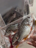 黃翅魚 黃立魚 黃墻黃蠟魚潮汕海鮮水產(chǎn)品黃腳立魚黃鰭鯛赤翅魚 3-4條1斤（去肚前500g）*2 曬單實(shí)拍圖