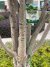 艾尚棵大樹營養(yǎng)液吊針液果樹木輸液袋桂花樹專用營養(yǎng)液催芽生根液通用型 【一包裝】量少不推薦 曬單實拍圖