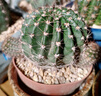 萌卉植【山脈天際線(xiàn)】席克氏彩草自根稀有品種仙人掌開(kāi)花仙人球多肉植物 自根山脈天際線(xiàn)4cm 帶盆栽好 曬單實(shí)拍圖