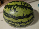 【產(chǎn)地直采】麒麟奶油西瓜 約4.5kg 曬單實(shí)拍圖