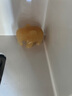 妥大師天然黃玉大象擺件一對家居客廳電視柜辦公室桌面原石雕裝飾品禮物 長(cháng)8厘米黃玉象單只 曬單實(shí)拍圖