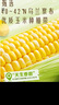 伊利谷粒多生榨玉米汁 300g*8瓶/箱 多種微量元素 5月份 清新香甜 曬單實拍圖