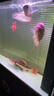 海豚龍魚(yú)飼料專(zhuān)用魚(yú)食 金龍魚(yú)飼料紅龍魚(yú)糧  高營(yíng)養海豚龍魚(yú)配合飼料 320g銀龍專(zhuān)用飼料（大粒） 曬單實(shí)拍圖
