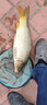 榮予鯽魚專攻釣魚小藥黑坑野釣強開口滑口回鍋魚專用誘魚餌料添加劑 2瓶鯽魚專攻-鯽魚專攻 曬單實拍圖