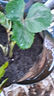 草莓苗四季奶油草莓苗種植盆栽陽(yáng)臺(tái)庭院地栽當(dāng)年結(jié)果南方北方種植 混合品種草莓 【特別推薦4盆裝】 曬單實(shí)拍圖