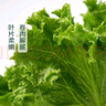 散葉生菜約400g 曬單實(shí)拍圖