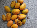 小臺農(nóng)芒果 熱帶當(dāng)季新鮮水果整箱 小臺農(nóng)芒果3斤單果50g+ 曬單實(shí)拍圖