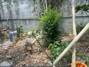 潮汕正宗獅頭鵝苗純種一斤特大種汕頭獅頭鵝活苗小獅頭鵝成年幼苗 3只（每只3兩左右） 原產(chǎn)地：汕頭發(fā)貨（假一賠十） 曬單實(shí)拍圖