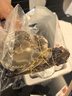 舟山梭子蟹鮮活特大野生大螃蟹新鮮冷凍海鮮水產(chǎn)海蟹飛蟹白蟹順豐 7-9兩/只【5斤凈重 特大肥壯】 曬單實拍圖