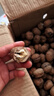 亨迅大涼山新鮮核桃去青皮濕核桃現(xiàn)摘薄皮生核桃2025年時令水果生鮮 去青皮濕核桃8斤裝（劃算） 【清香回甘｜贈送夾子】 曬單實(shí)拍圖