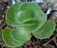 花語(yǔ)笙默金錢(qián)木老樁盆栽多肉植物好養原盆土花卉綠植辦公室防輻射四季常綠 【財運來(lái)】金錢(qián)木幼苗3-4cm 曬單實(shí)拍圖
