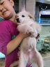 舒騰中華田園犬幼犬家養(yǎng)幼犬混血狗活體小型狗大黃狗活體黑狗活體 田園級(jí) 白色幼犬 公 曬單實(shí)拍圖