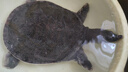 簡(jiǎn)鮮【活鮮】鮮活大甲魚(yú)王八中華鱉水團(tuán)魚(yú) 宰殺海鮮水產(chǎn)年貨送禮盒裝 1.8-2.2斤/ 1只  （鮮活款） 曬單實(shí)拍圖