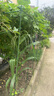 臨雅爬藤架黃瓜架桿豆角西紅柿葡萄蔬菜架子桿搭架植物支撐桿竹竿子 直徑11mm長(cháng)度180cm【10支】+扎帶 曬單實(shí)拍圖