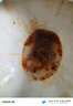 舒爾佳 奧利司他膠囊120mg*63粒 減脂減重 減肥藥 塑身排油瘦身 治療肥胖 曬單實拍圖