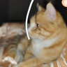 竹林?zhù)B夜鶯Z1入耳睡眠耳塞HiFi有線(xiàn)耳機直播K歌電腦游戲電競無(wú)損音樂(lè )微型超小動(dòng)圈高音質(zhì)安卓適用手機 凝霜白3.5MM版 有麥版 曬單實(shí)拍圖
