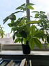 匠心綻放發(fā)財(cái)樹仿真盆栽18叉仿真綠植室內(nèi)植物客廳裝飾假花68CM含盆20205 曬單實(shí)拍圖