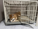 華元寵具（hoopet）狗狗樹(shù)脂籠子寵物室內圍欄大空間帶廁所中大型犬家用柵欄隔離專(zhuān)用 曬單實(shí)拍圖