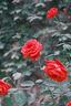 富士（FUJIFILM）XF35mm F1.4 R 標準鏡頭 小體積 大光圈 虛化流暢XF35mm F1.4 R52mm 曬單實(shí)拍圖