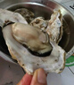 鮮京采 鮮活生蠔5XL 凈重5斤 9-12只 生鮮海鮮 源頭直發(fā) 曬單實(shí)拍圖