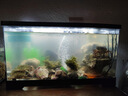 BARBAROUS GROWTH魚缸水族箱客廳陽臺家用中小型自循環(huán)懶人免換水生態(tài)塑料金魚缸 大號黑色【造景氛圍套餐】 曬單實拍圖