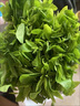 樹仔菜新鮮潮汕菜五指山野菜當(dāng)季天綠涼拌菜酒樓食材特色蔬菜 1斤 順豐 曬單實(shí)拍圖