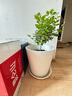 獨(dú)桿筆尖茉莉花苗盆栽室內(nèi)植物白茉莉 獨(dú)桿筆尖茉莉5年苗  不含盆 曬單實(shí)拍圖