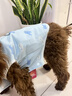 甜苗苗狗衣服夏季薄款涼涼衣防掉毛牽引狗狗防曬衣柯基比熊透氣降溫背心 防曬涼涼衣背心【藍(lán)色海豚】 M（建議體重5-8斤） 蓄水降溫,涼爽防暑 曬單實(shí)拍圖