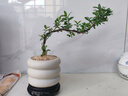 八芽懸崖六月雪盆栽金邊老樁彎枝造型中式禪意盆景客廳桌面好養(yǎng)綠植 六月雪-PVC小甜甜圈盆-密胺托盤 帶盆栽好 曬單實拍圖
