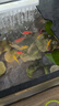 百綸木千彩色天使魚(yú)觀(guān)賞魚(yú)【順豐速發(fā)】群游淡水魚(yú)好養耐活熱帶魚(yú)新手魚(yú) 30條天使魚(yú)（顏色混搭） 曬單實(shí)拍圖