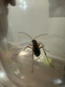 安速日本進(jìn)口 殺蠅餌劑2個裝呋蟲胺滅蠅藥小飛蟲克星果蠅誘捕器 曬單實拍圖